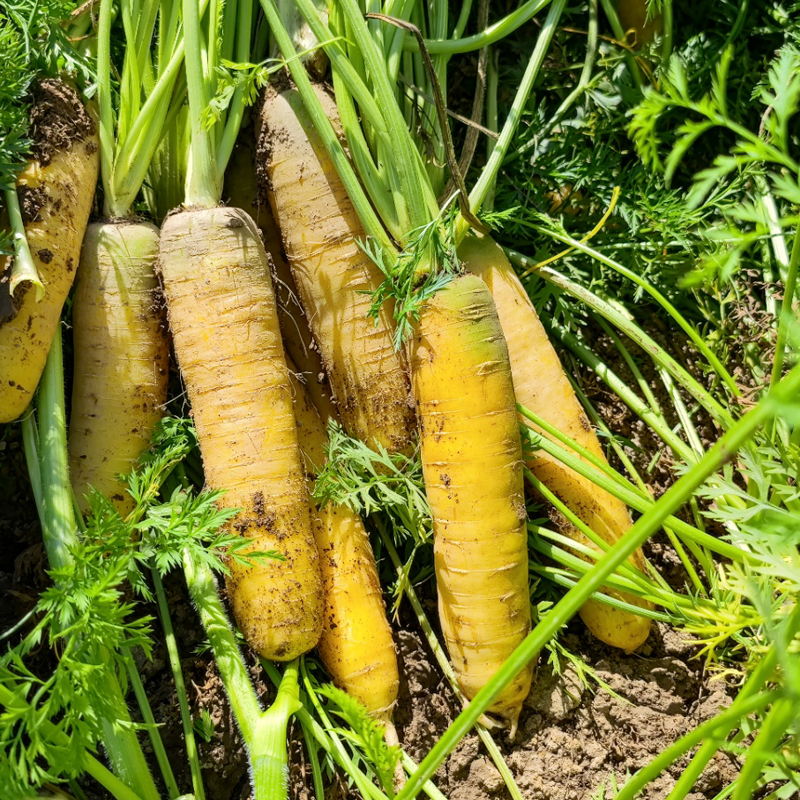 黄金水果胡萝卜2800斤